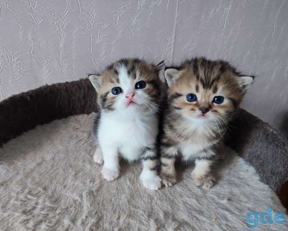 Котята шотландские, фотография 2