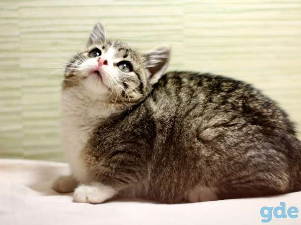 Котенок в дар, фотография 2