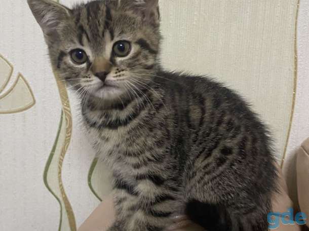Продам милого Скотиш-страйт, фотография 3