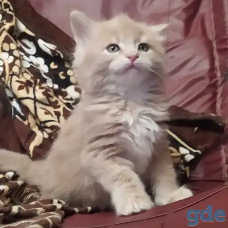 Мейн кун котята, фотография 1
