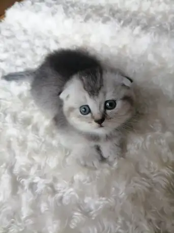 Шотландские котята, фотография 3
