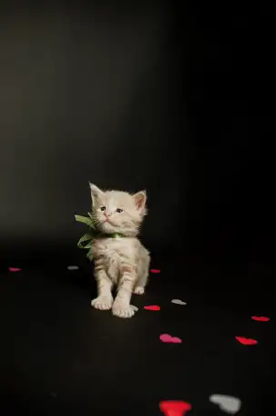 котята мейн-кун, фотография 6