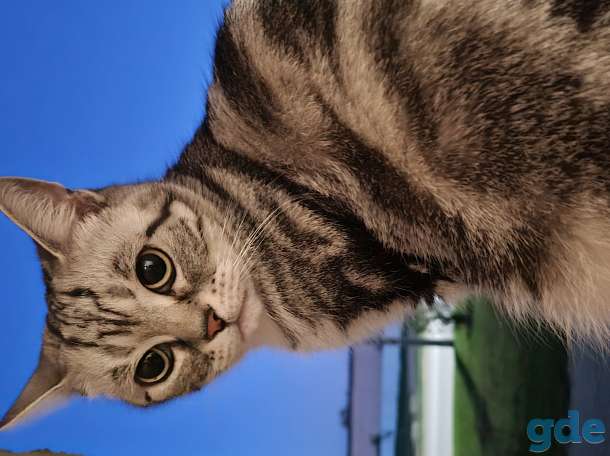 Пропала кошка, фотография 6