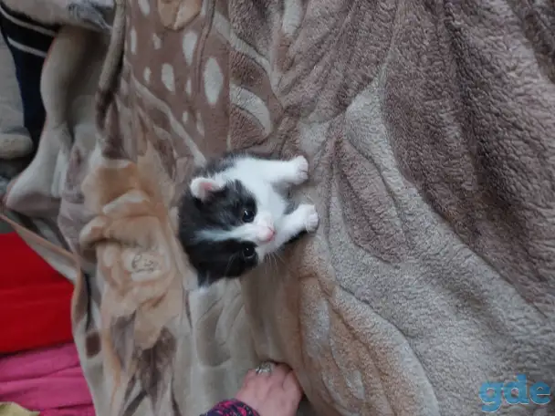 Котята в дар, фотография 7