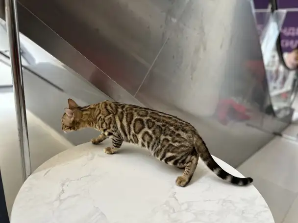 Бенгальский кот вязка, фотография 7