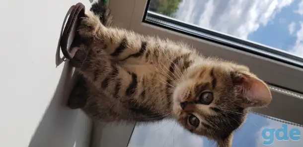 Котята шотландской короткошерстной, фотография 11