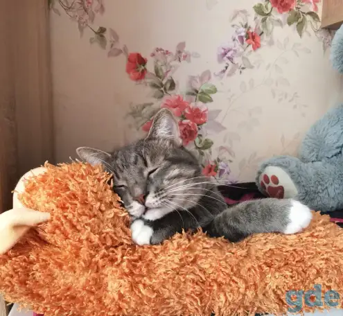Отдам котят, кошку и кота, фотография 11