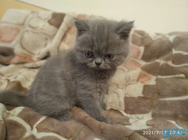 Котята британской породы, фотография 4