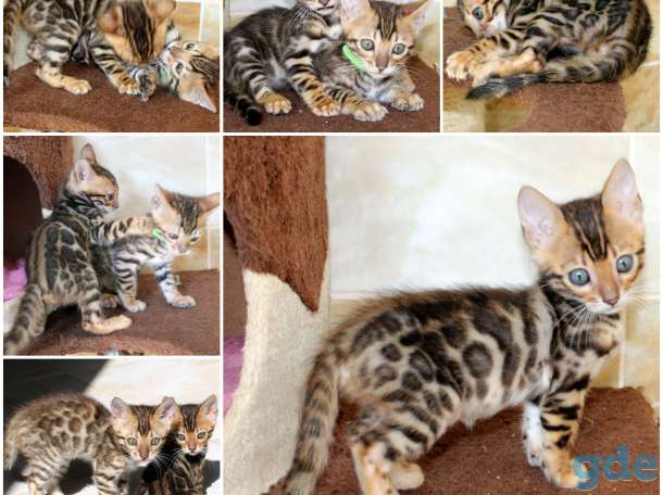 Бенгальский котенок. Вязка кот, фотография 2