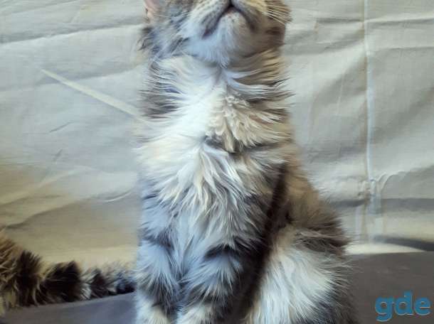 Котята Мейн Кун, фотография 4
