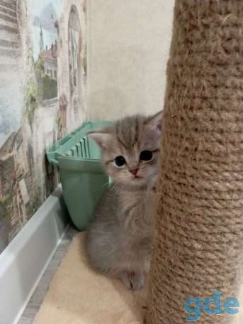 Шотландские котята, фотография 3