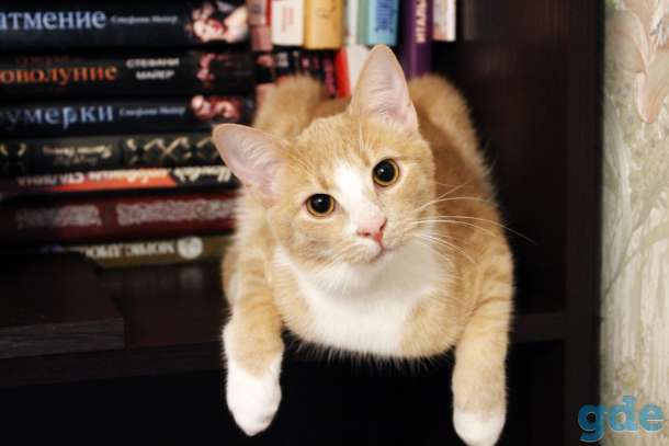 Котик-подросток Ярик в добрые руки, фотография 1