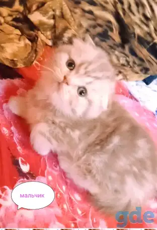 Шотландские вислоухие котята, фотография 9