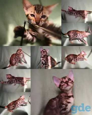 Бенгальские котята, фотография 1