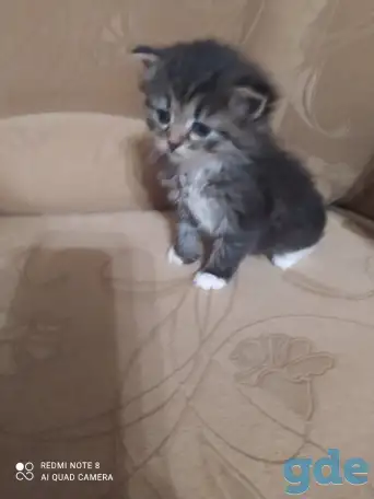 Котята в добрые руки, фотография 1