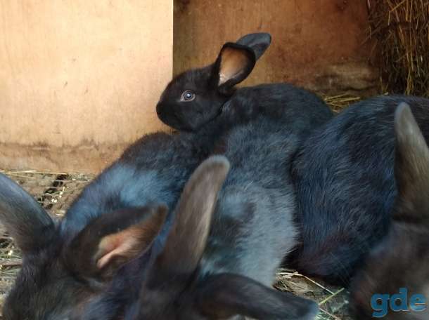 Продам продаю кроликов разного, фотография 1