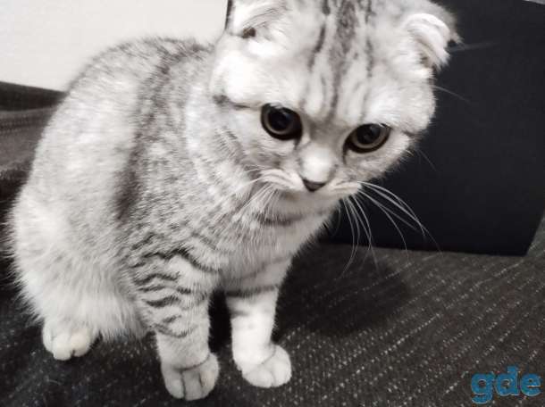 продам шотландскую вислоухую кошку, фотография 1