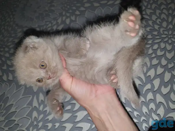 Продажа котят, фотография 12