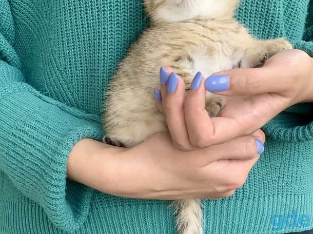 Шикарный шотландский котёнок, фотография 4