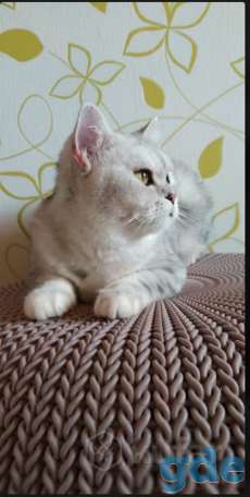 Британский котенок окраса табби, фотография 7