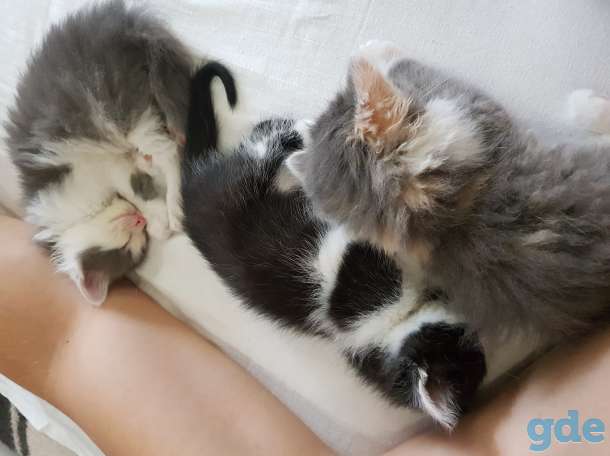 Котята в хорошие руки, фотография 2