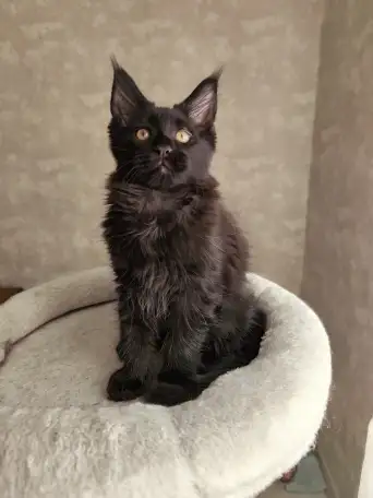 Котятa Мейн Куны из серцифицированного питомника, фотография 1