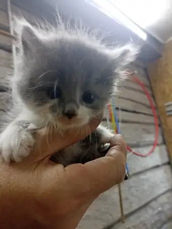 Котята в добрые руки, фотография 1