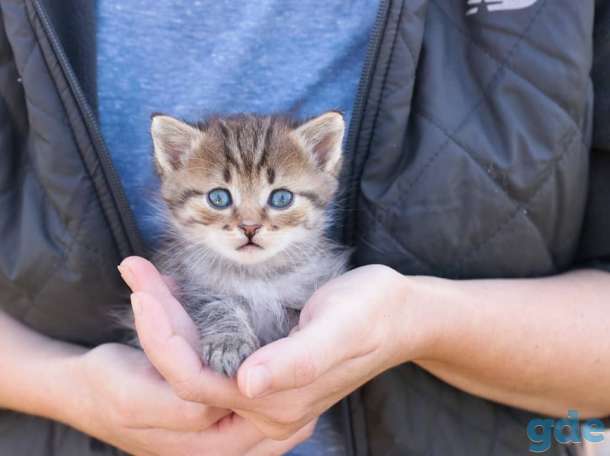 Котята в дар г.Минск, фотография 4