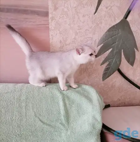 Британские котята, фотография 4