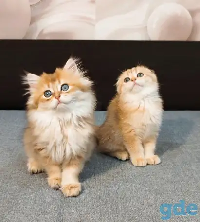 Шотландский мальчик, фотография 3