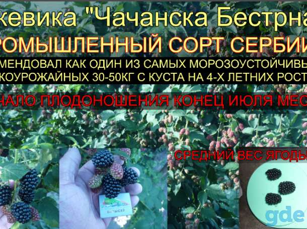 Ежевика саженцы, фотография 4