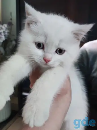 Шотландские котята, фотография 12