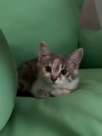 Кошечка ищет дом, фотография 3