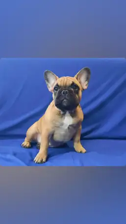 щенки французского бульдога, фотография 2