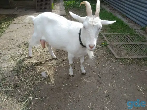 Продается дойная коза альпийской породы, фотография 2