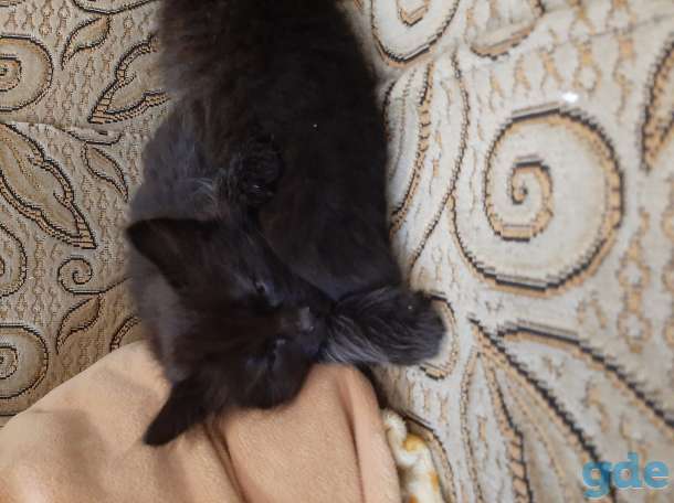 котенок, фотография 3