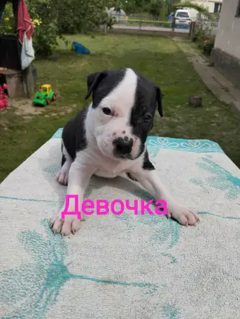 Щенки Ам стаффа, фотография 4