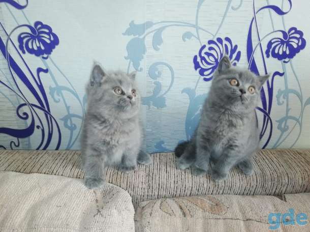 Котята британской породы, фотография 5