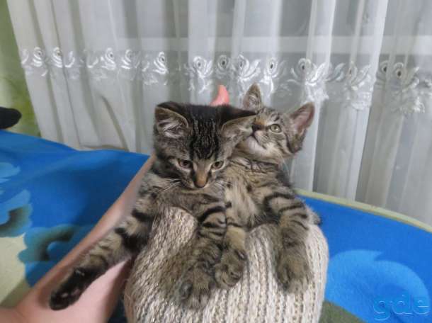Котята в добрые руки, фотография 10