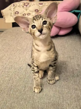 Ориентальный котенок, фотография 1