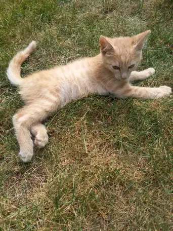 Котенок в добрые руки, фотография 1