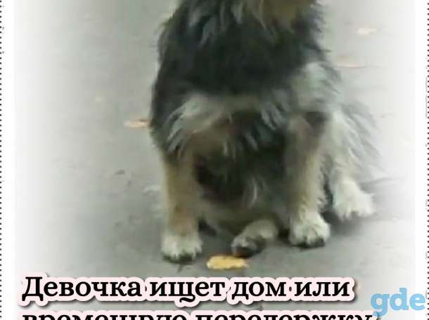 Бесплатно. В хорошие руки!, фотография 1