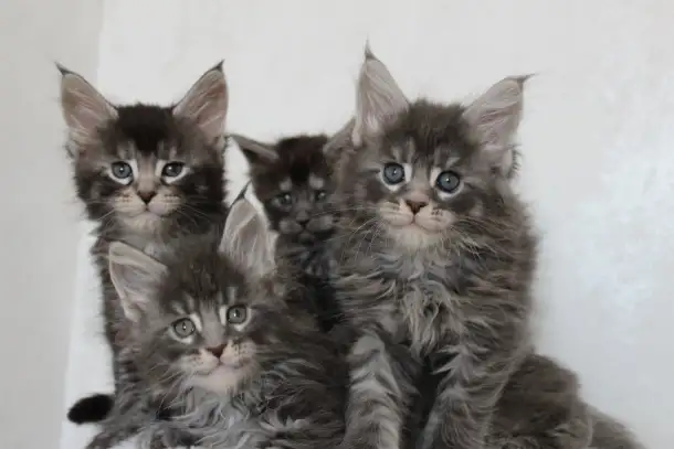 Котята мейн-кун!, фотография 5