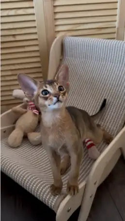 Бенгальский котёнок, мальчик, фотография 3