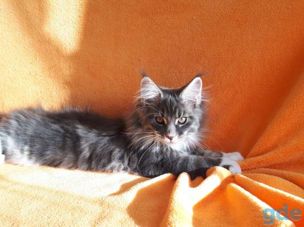 Еще совсем котёнок  , 3,5 мес., фотография 3