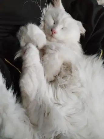 Кот и котята, фотография 5