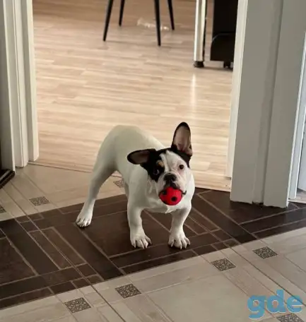 Французский бульдог, фотография 1