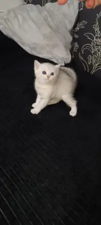 Шотландские котята, фотография 4