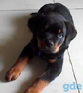 щенки ротвейлера, фотография 1
