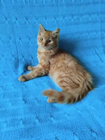 Рыжий, честный, влюбленный Лион, фотография 2